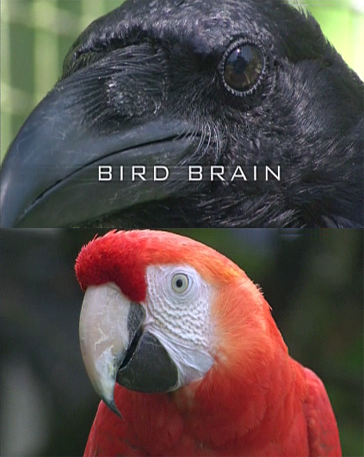 bird brain